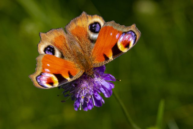 seedball giveaway peacock-butterfly-in-the-garden