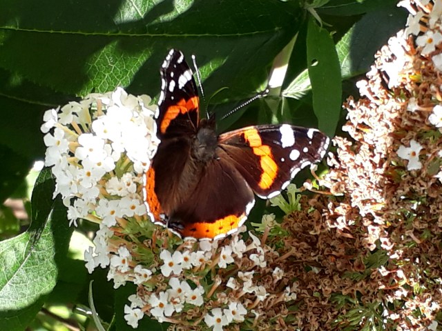 big butterfly count - red admiral butterfly