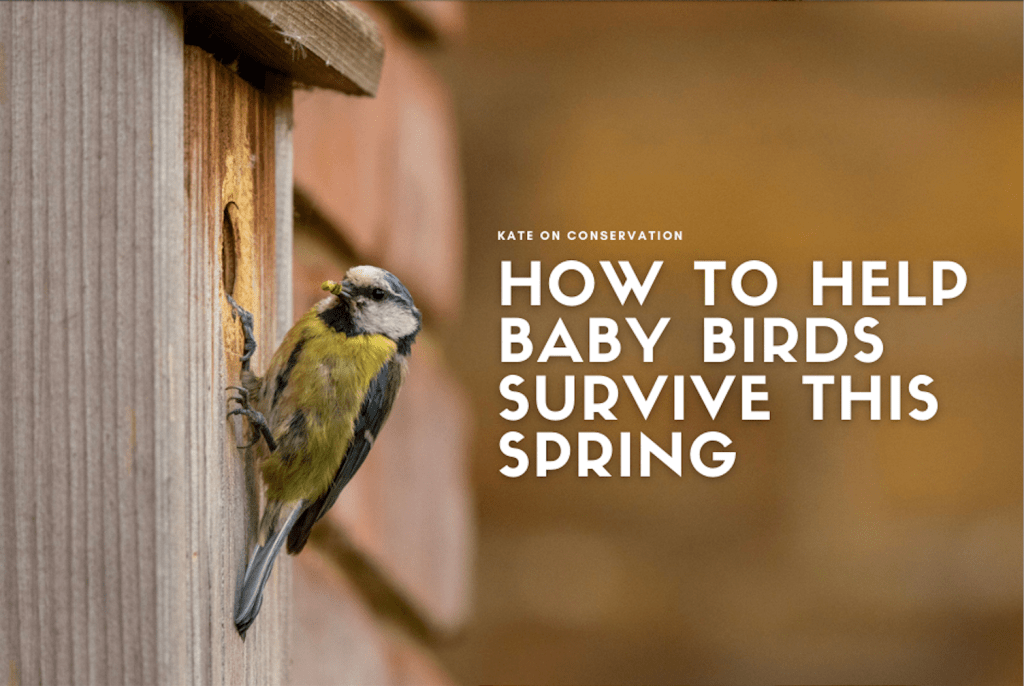 How one can assist infant birds survive this spring