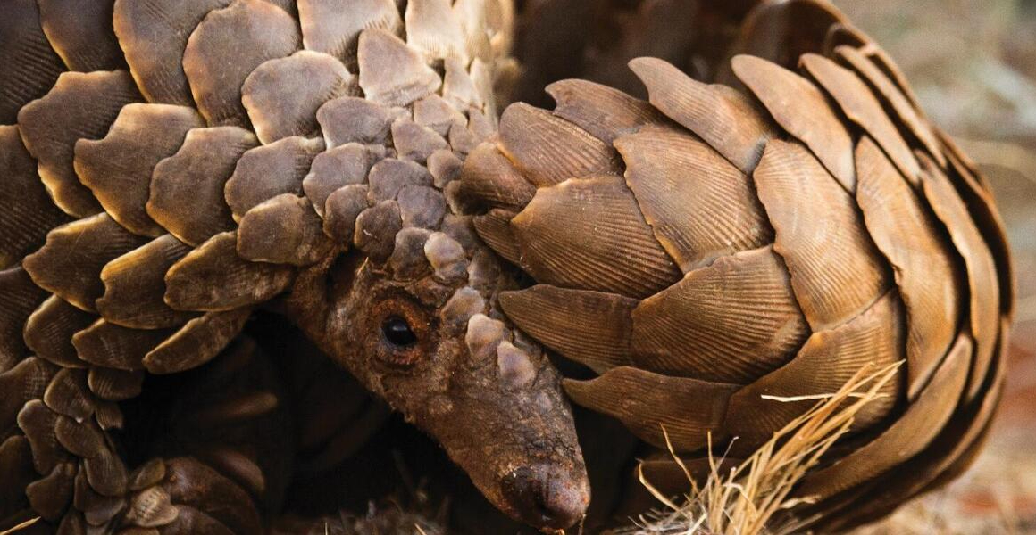 Talking up for pangolins by means of work and expertise