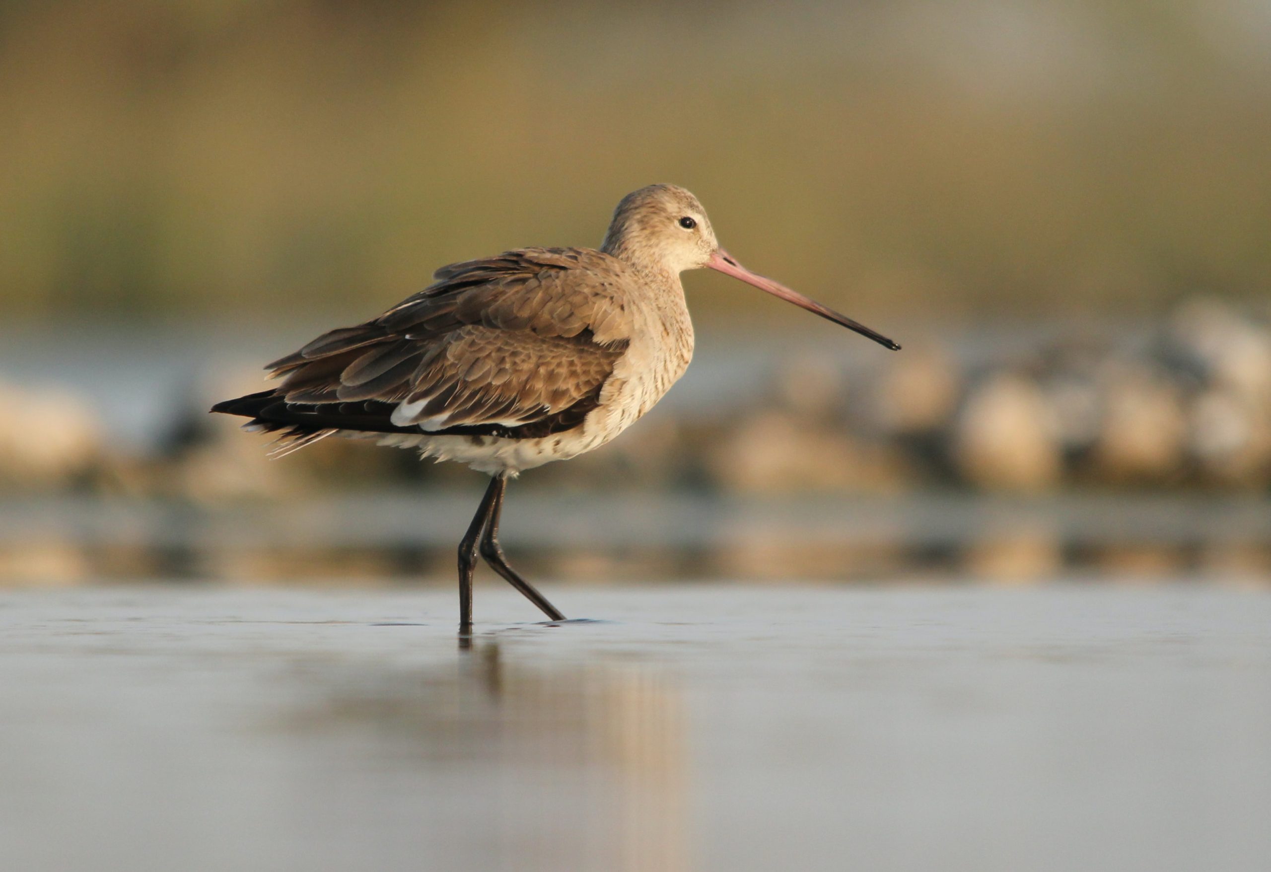 Black-Tailed Godwits want our assist. That is the rationale.