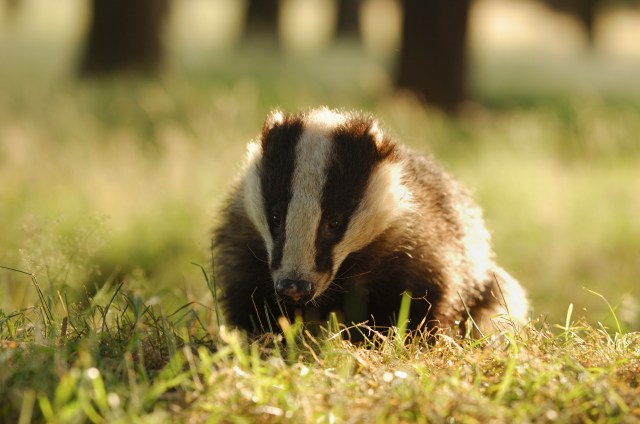 Badger Meles meles Portrait of an adult badger backlit by evening sunlight