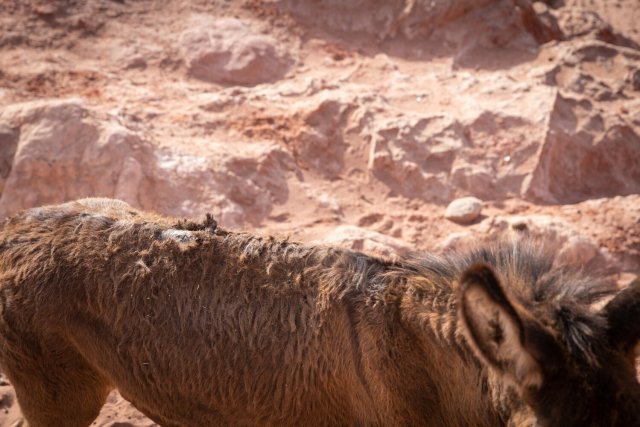 Wounded Donkey at Petra 2021