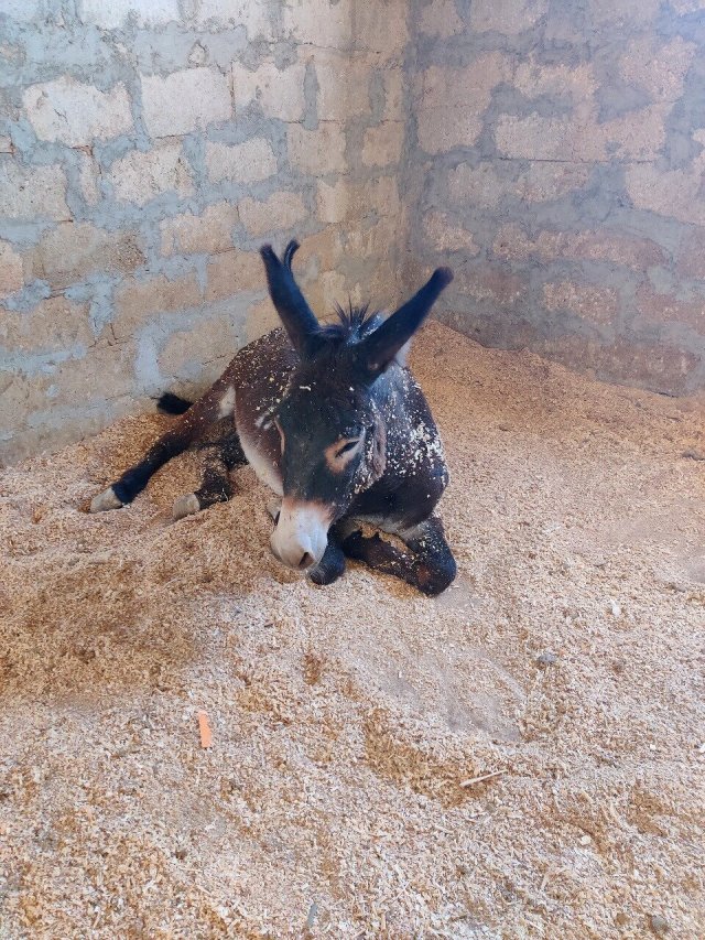 donkey-kept-in-peta-clinic-in-petra