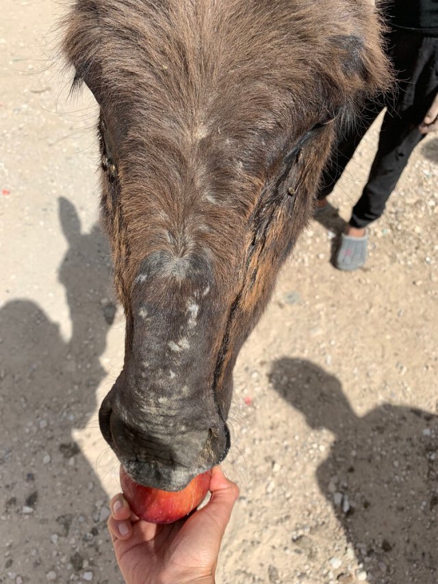 One of the many abused donkeys we saw during our trip to Petra in May 2021