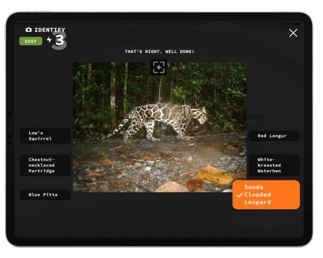 unseen empire clouded leopard camera trap image