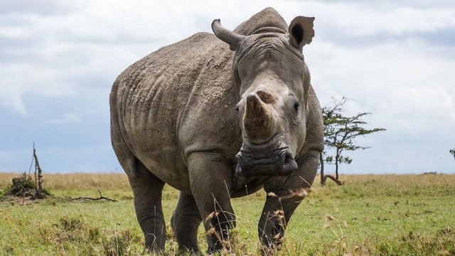 Rhino-in-Kenya