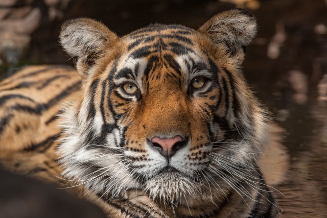 2019 good year for animal conservation - tiger image courtesy born free