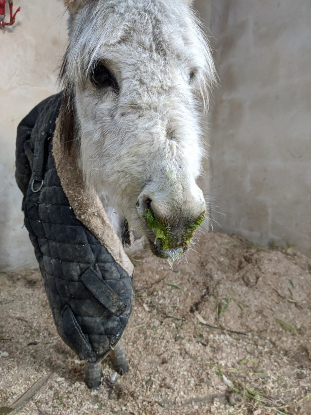 This foal n Petra was taken to PETA’s clinic for medical care. He had scarring in his throat and had difficulties swallowing.