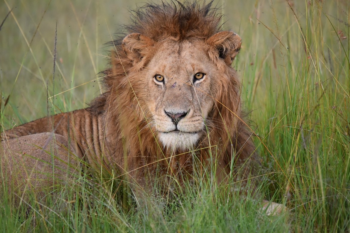 8 causes to plan a go to to the Maasai Mara