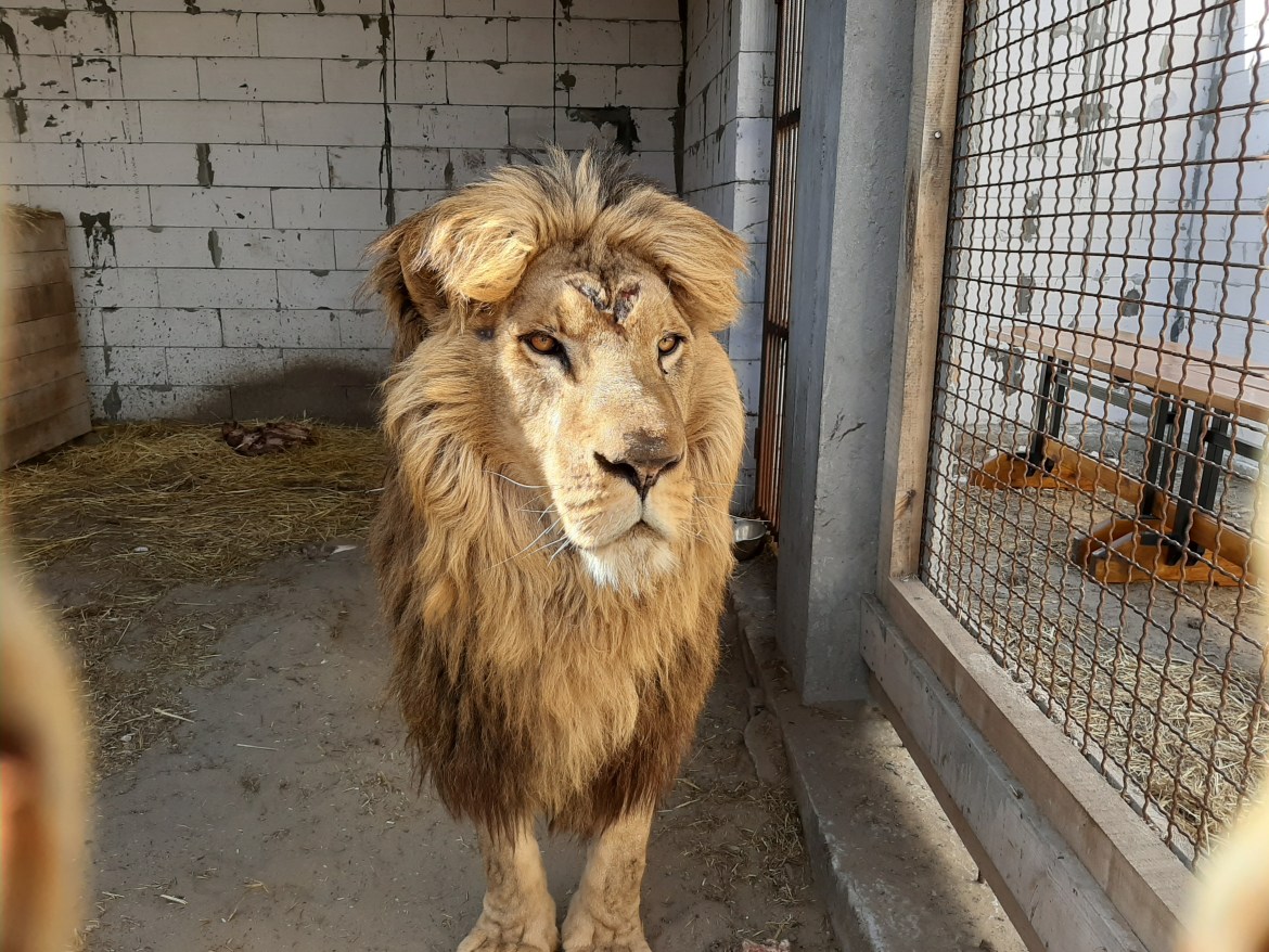 Fb group rallies to free forgotten lions in Ukraine