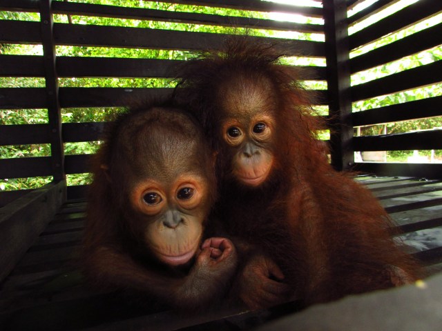 Two-young-orangutans