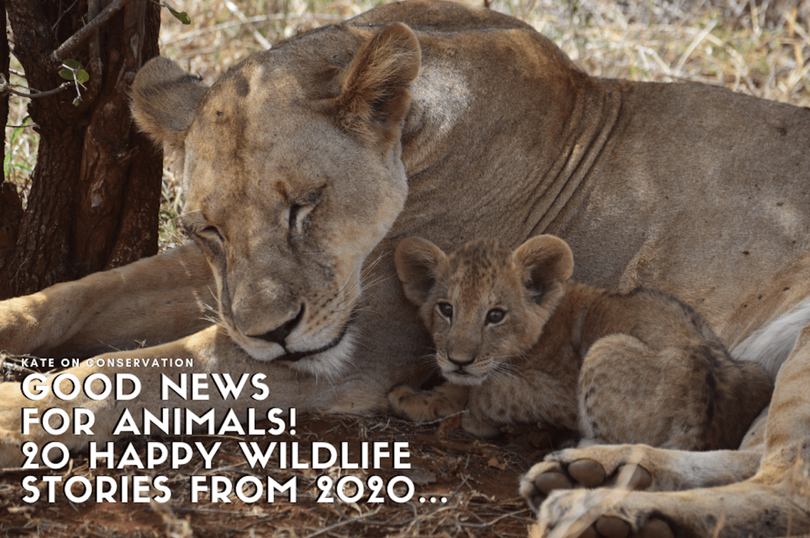 Excellent news for animals! 20 comfortable wildlife tales from 2023