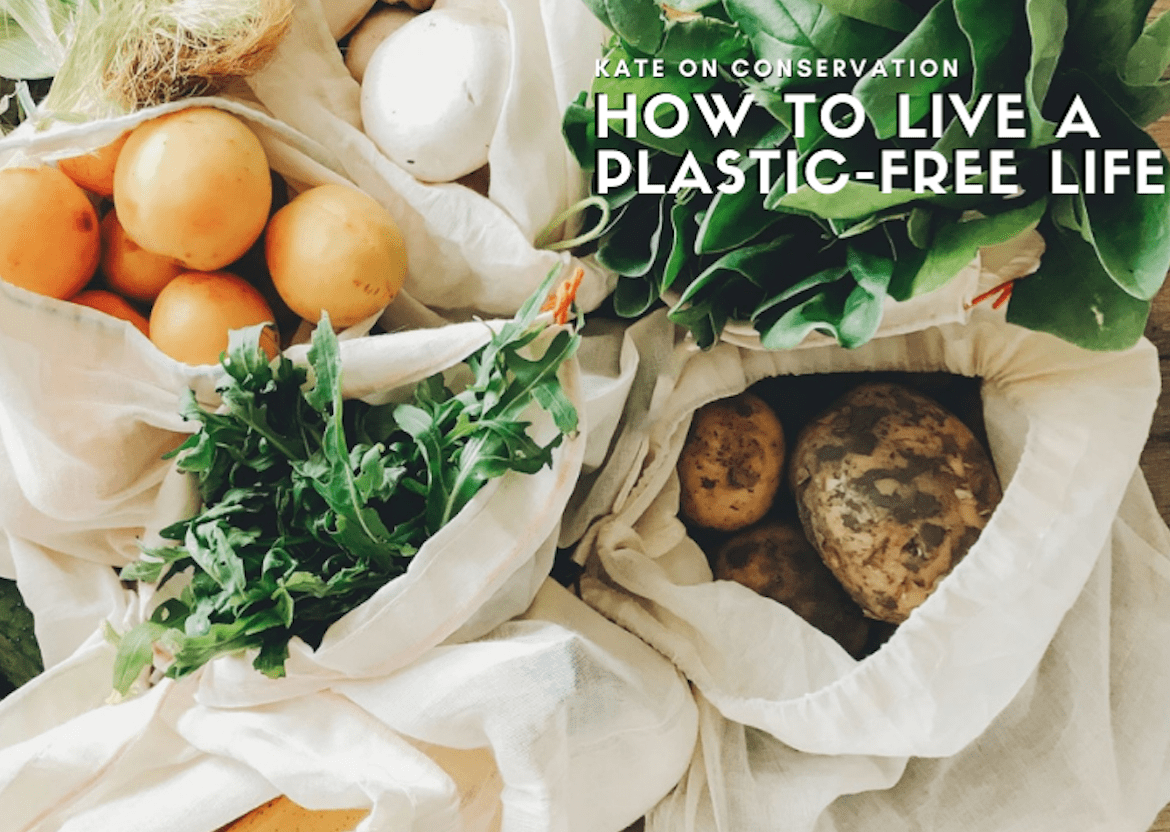 Zero-waste revolution: The best method to Hold a Plastic-Free Life