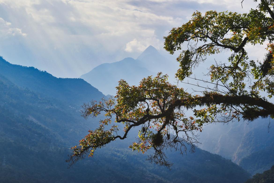 Sikkim in India is likely considered one of many world’s finest locations for birding. Attributable to this.