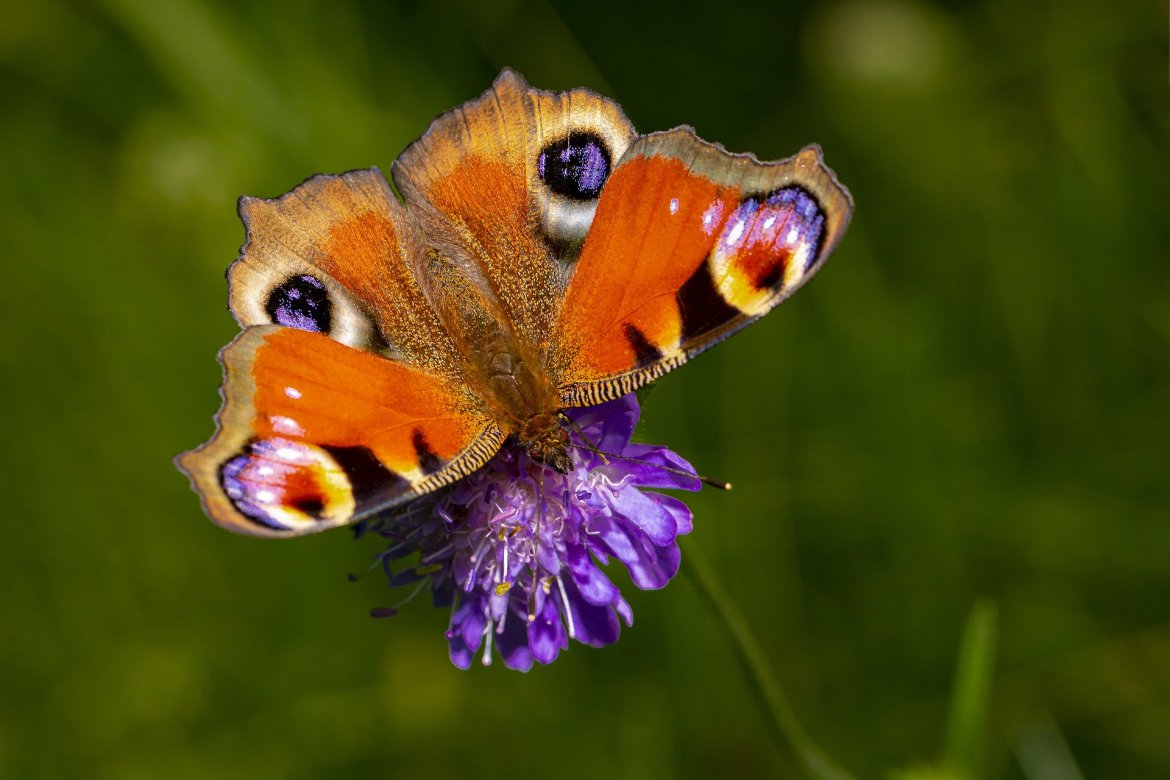 The Finest Methods To Convey Pollinators To Your Yard