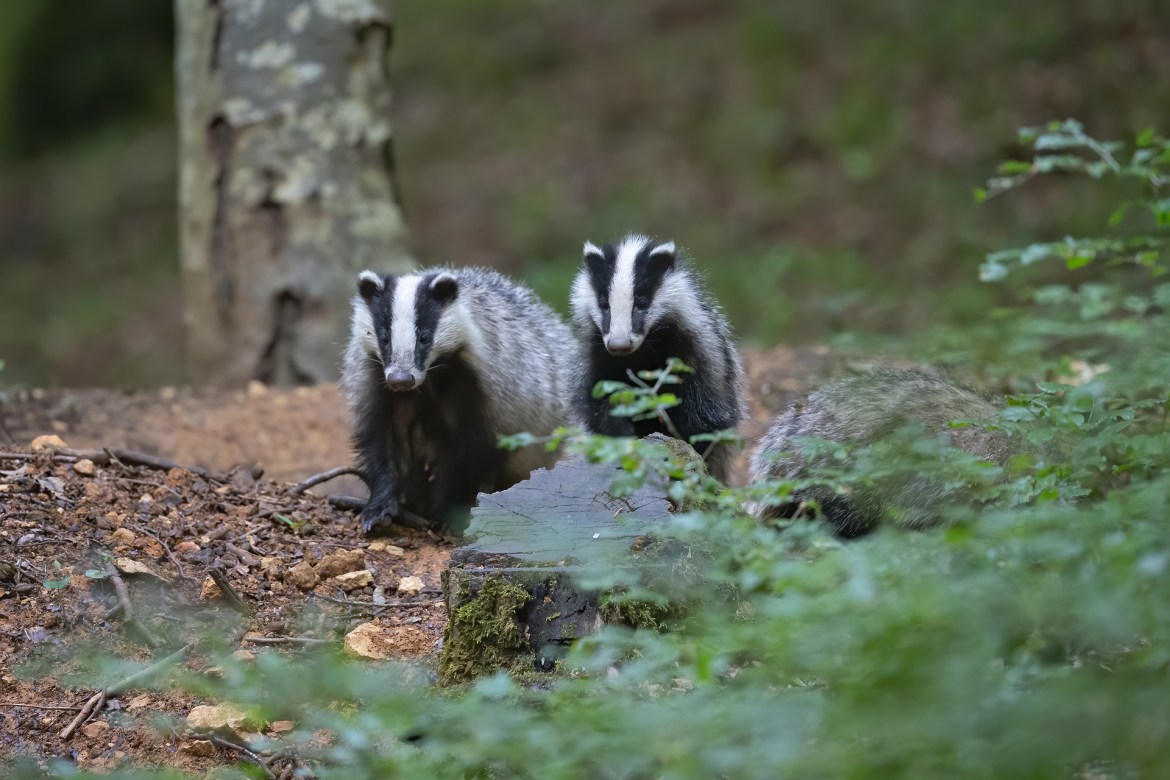 Tons of of badgers to be killed in 7 new areas regardless of authorities promise