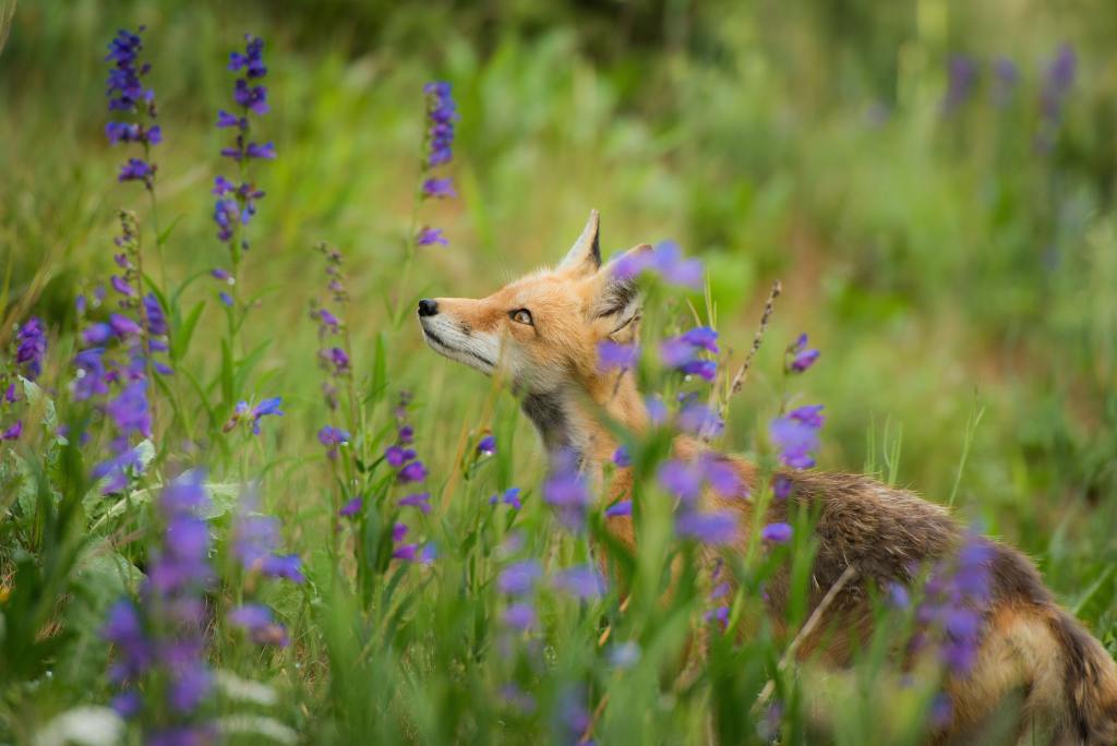 Suggestions on the best way to care in your native foxes